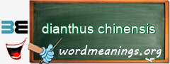 WordMeaning blackboard for dianthus chinensis